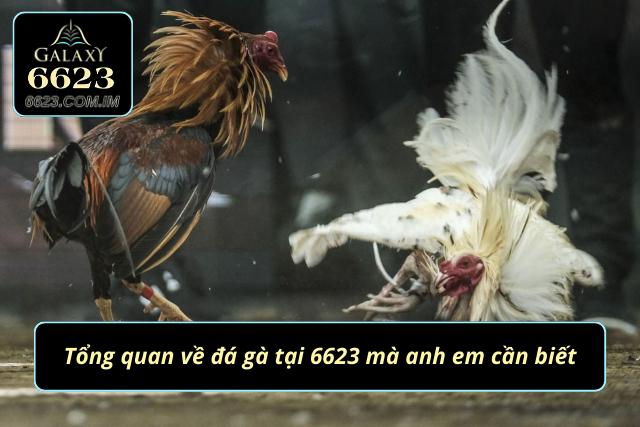 Đôi nét cơ bản về đá gà tại sảnh cược