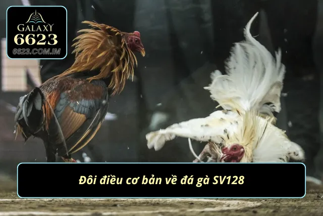 Vài nét thông tin về chọi gà SV128