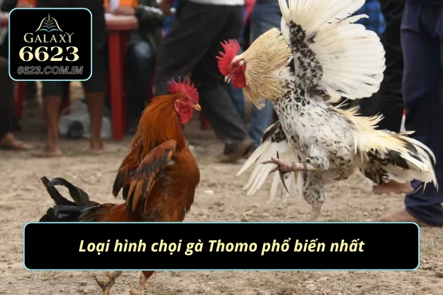 Top 3 loại hình so tài chiến kê hấp dẫn