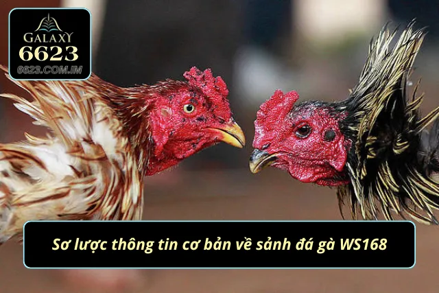 Đôi nét về sảnh cược chọi kê hàng đầu