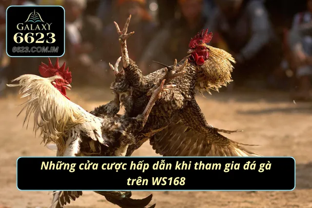 Các kèo cuốn hút khi tham gia chọi kê tại sảnh cược