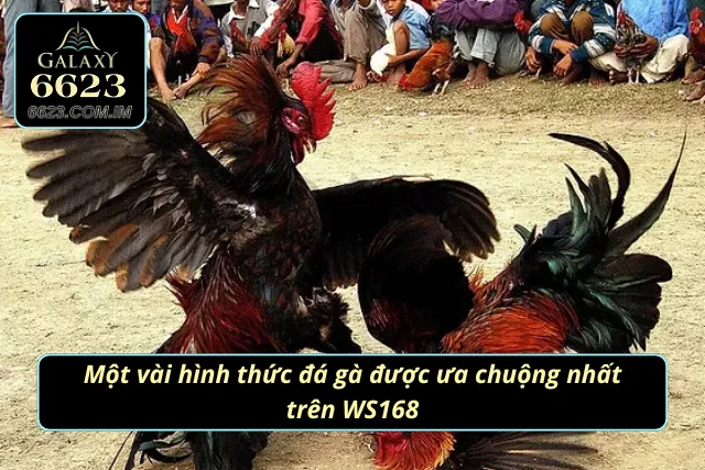 Những loại hình chọi kê được yêu thích tại sảnh cược